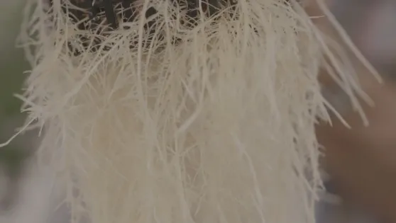 Aeroponic Technology