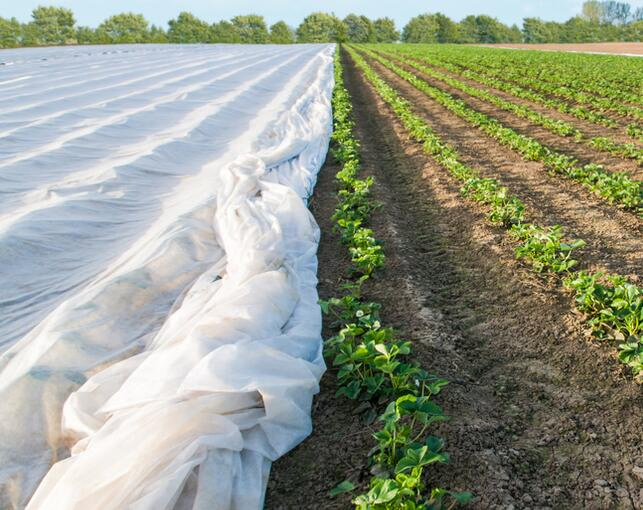Wholesale Agriculture Plant Protection Cover Non Woven Fabric for Preservation of Fruits and Vegetables