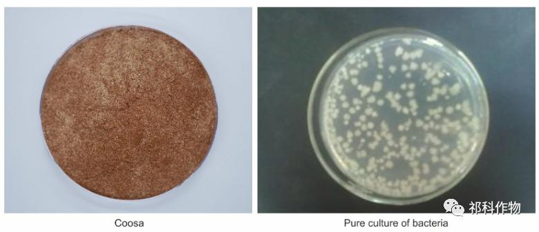 COOSA Natural Amino Foliar Spray: Water Soluble Nutrition + Beneficial Bacteria for Spider Mites Management