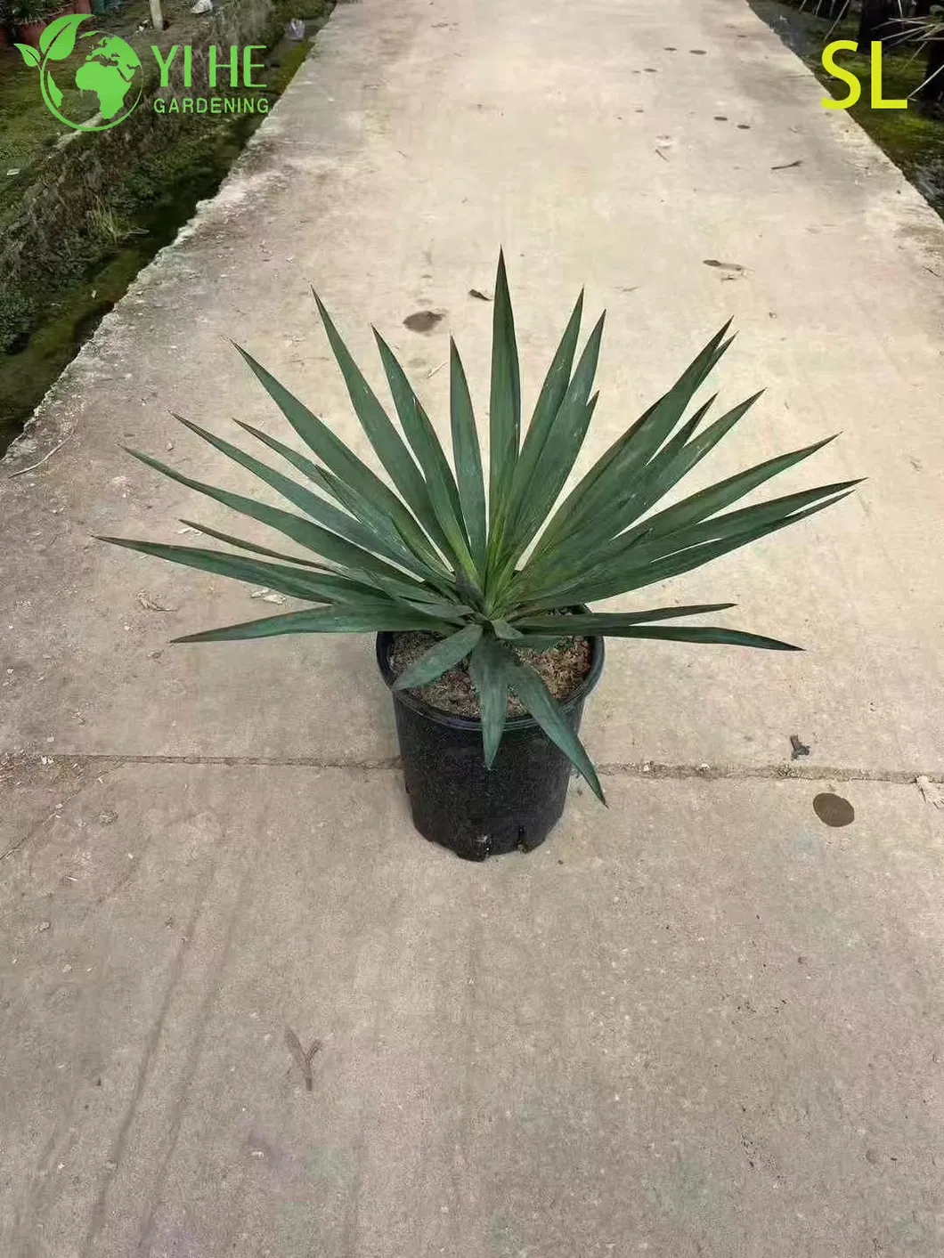 Yucca Live Rosette 3