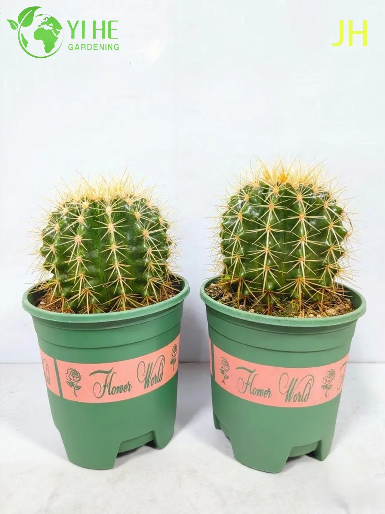 Live Golden Barrel Cactus a Large Round Spiny Yellow Succulent Bonsai