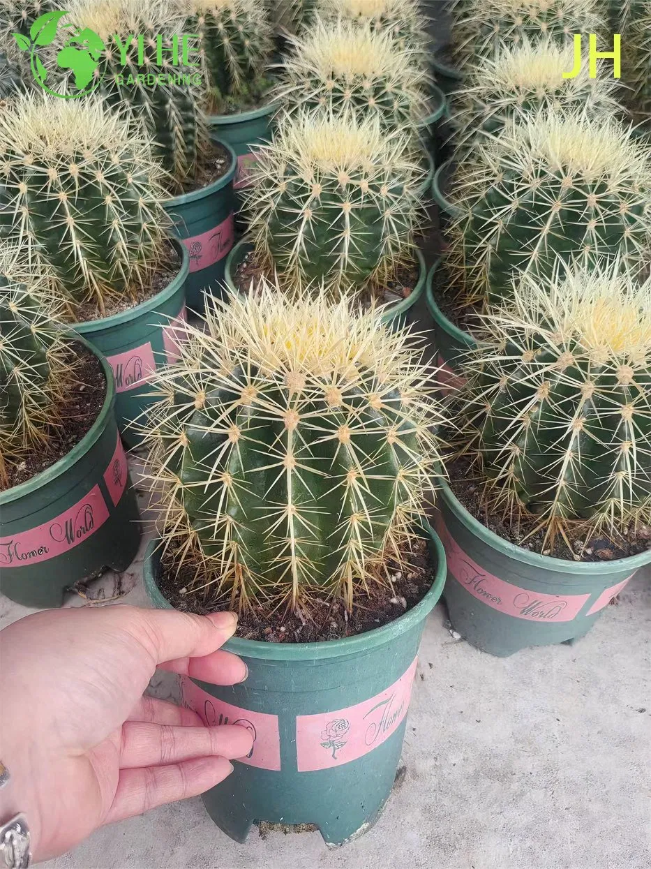 Live Golden Barrel Cactus a Large Round Spiny Yellow Succulent Bonsai