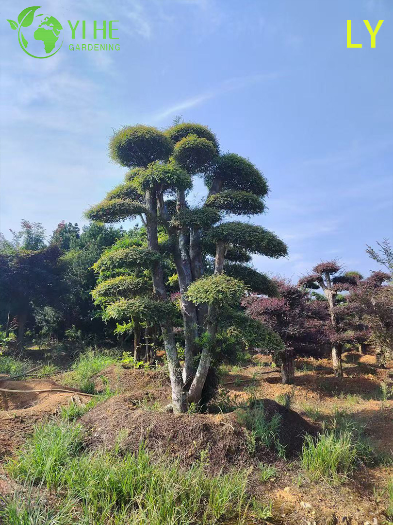 Ornamental Mature Elm Bonsai - Ulmus Parvifolia for Garden Decoration
