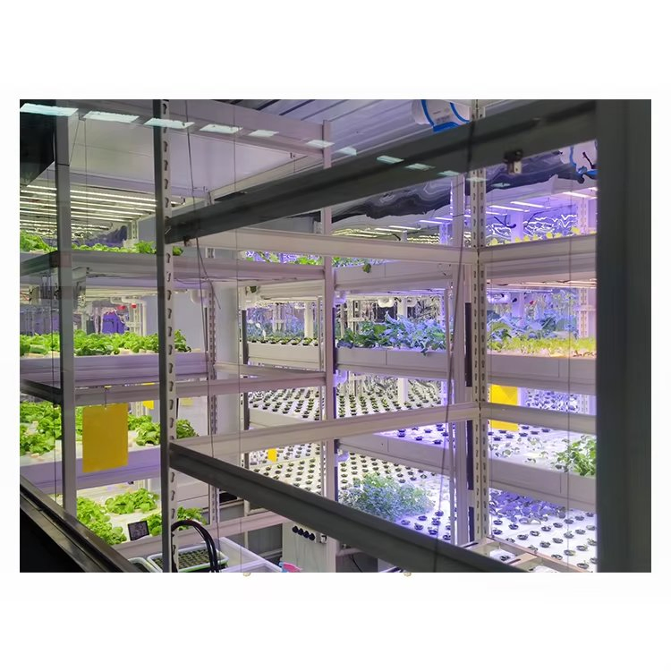 Agg Smart Auto Control Indoor Growing Hydroponic Shipping Container Farm Greenhouse System Small Vertical Hydroponic Container