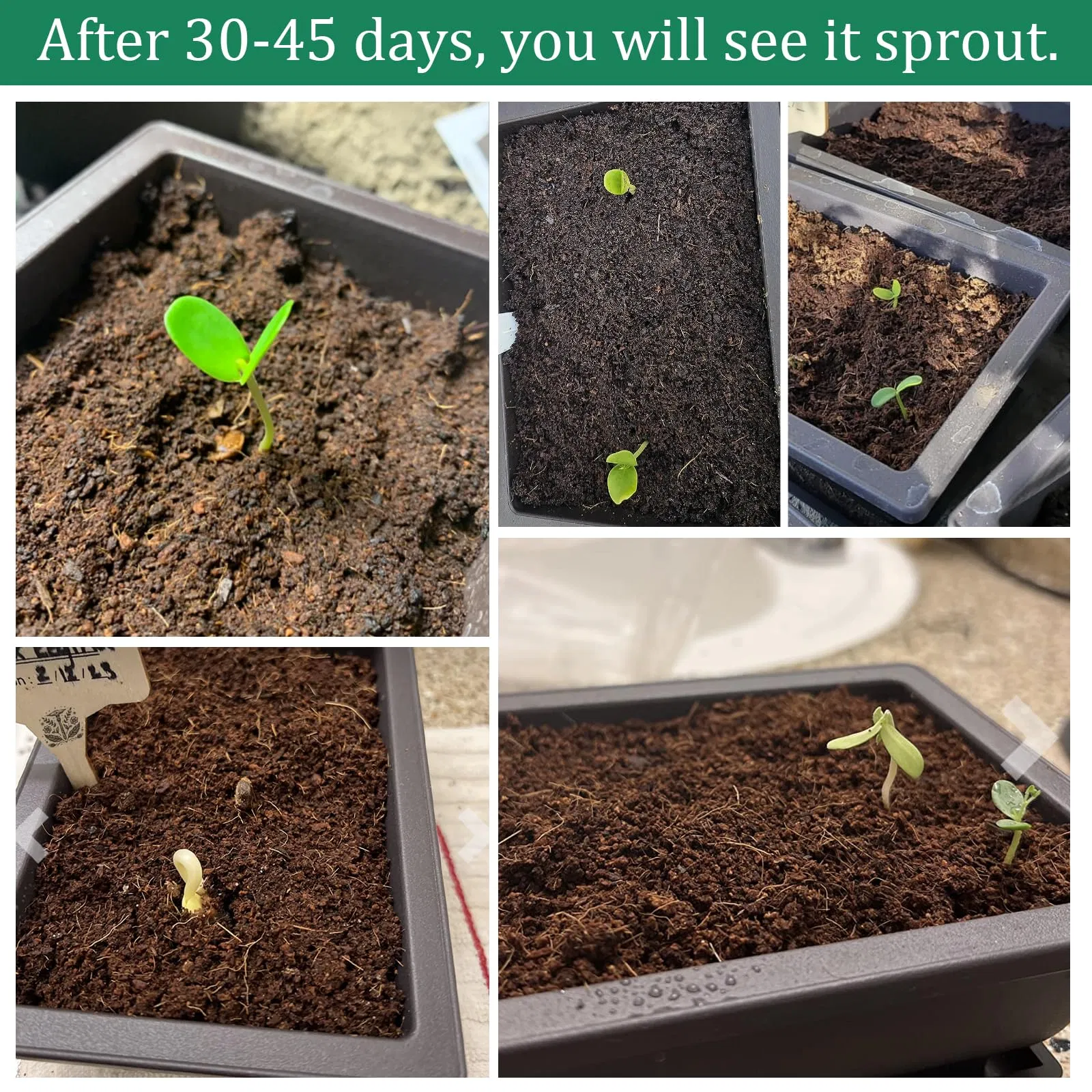 Bonsai Starter Tree Kits with Bonsai Pots Tools Bonsai Tree Live 7 Kinds of Bonsai Tree Seeds Soil Trays Grow Bonsai in Indoor Beginners Kits Garden Plant Kits