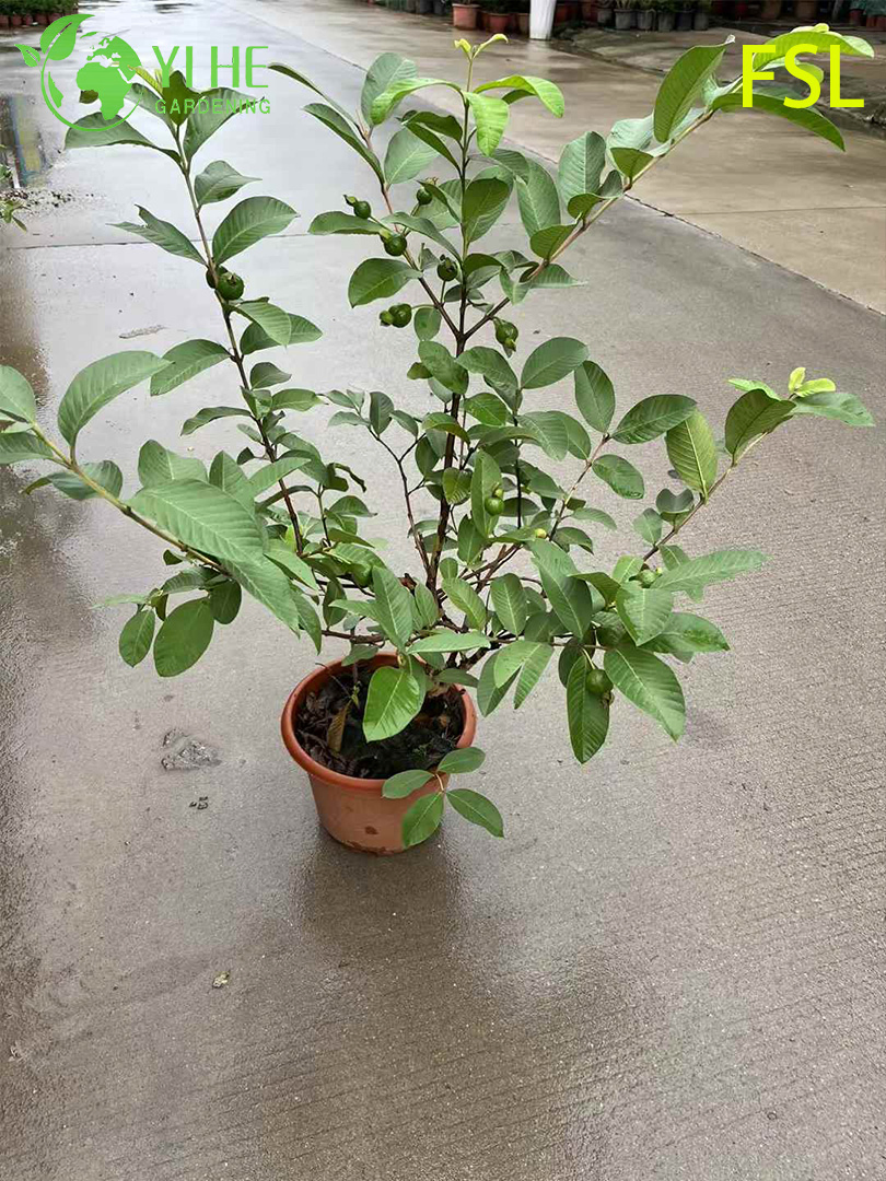 Fresh Tropical Psidium Guajava Live Fruit Trees for Export