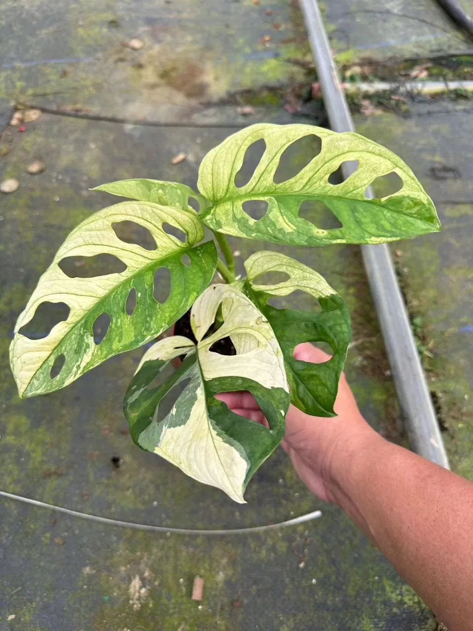 Wholesale Monstera Adansonni Indoor and Outdoor Green Plants