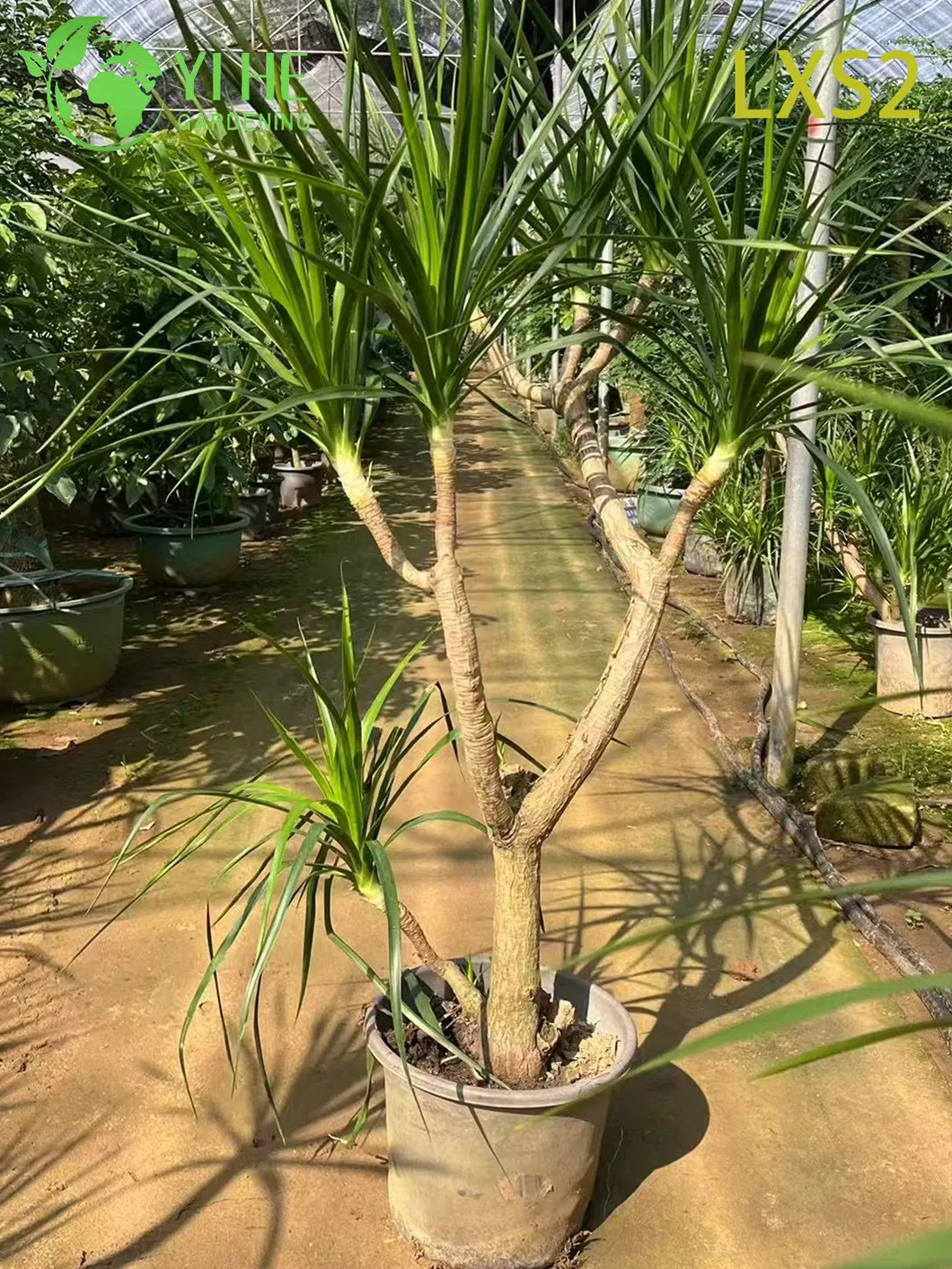 Multi-Stem Dracaena Draco 3