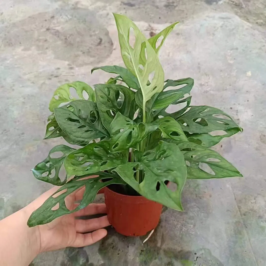 Wholesale Monstera Adansonni Indoor and Outdoor Green Plants