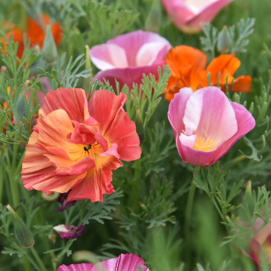Naturix Wholesale Double Mix Color California Poppy Flower Seeds