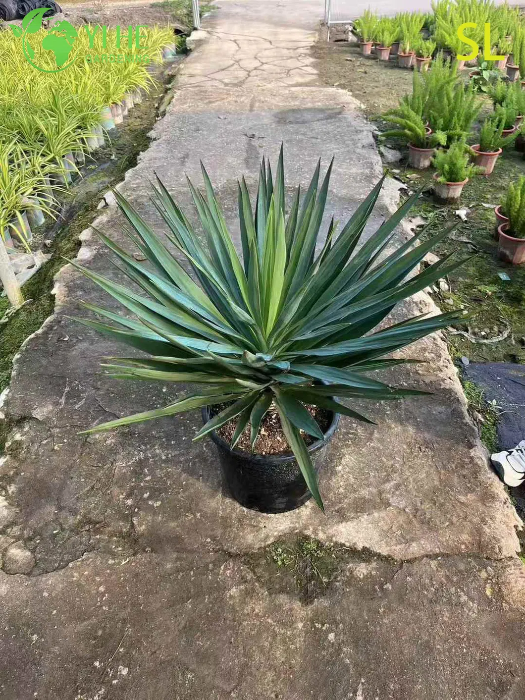 Yucca Live Rosette 1