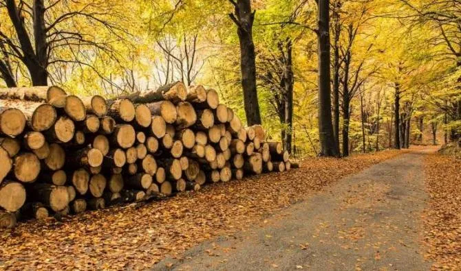 Wood Autoclave Plant