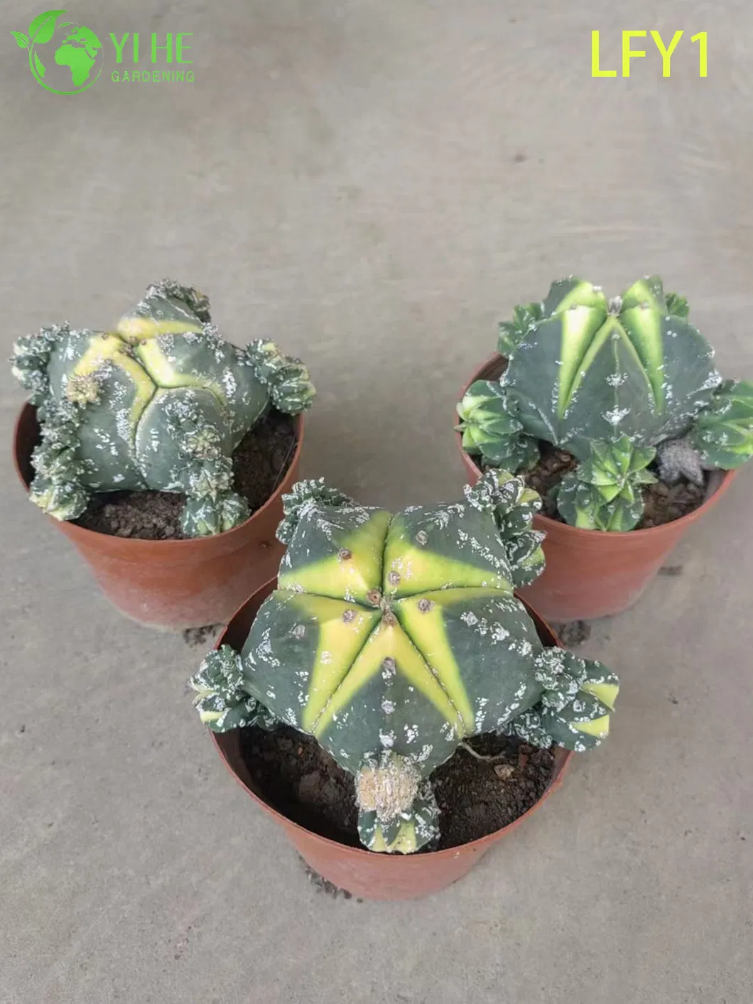 Astrophytum Cactus View 2