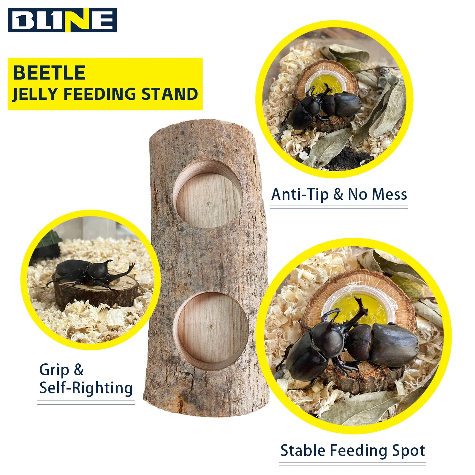 Natural Beetle Breeding Wood Safe for Terrarium Habitat Use