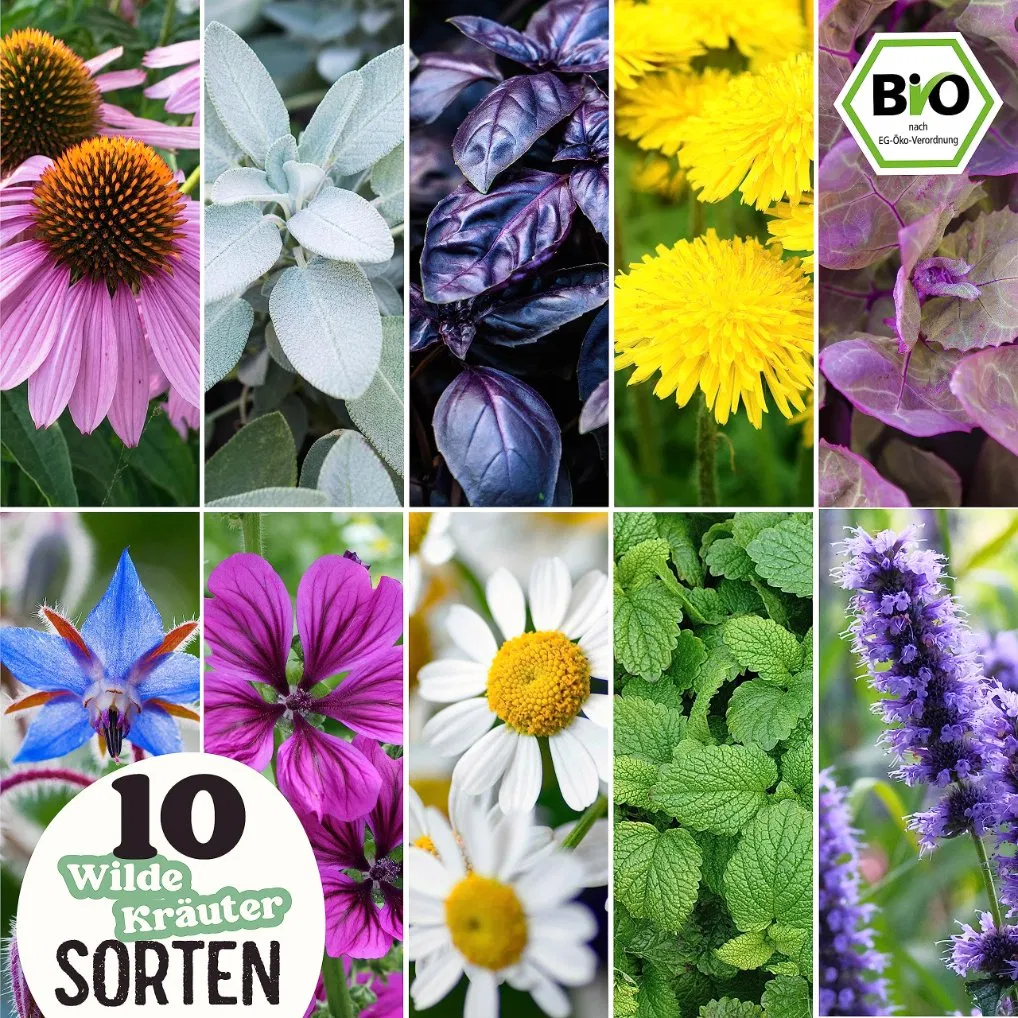 Organic 10-Kind Herb Garden Sow Packet Box Plant Kit for Medicinal Tea Herbs Wild Spices Cultivation Sows for Planting Included/Hydroponics