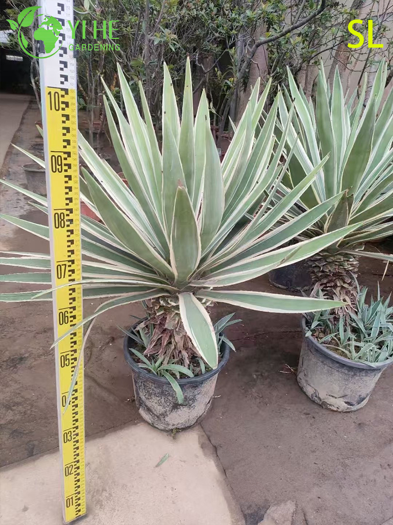 Wholesale Architectural Yucca Live Rosette Landscaping Plant Bonsai