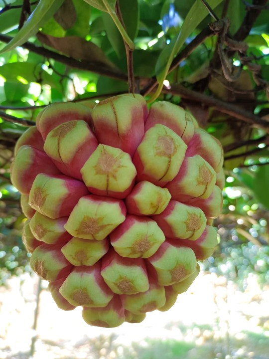 Wholesale Nursery Kadsura Coccinea Lem a C Smith Seedlings Live Plants