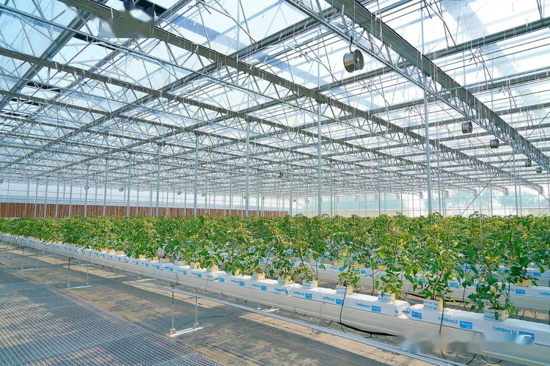 Greenhouse with Salad Growing Hydroponics System