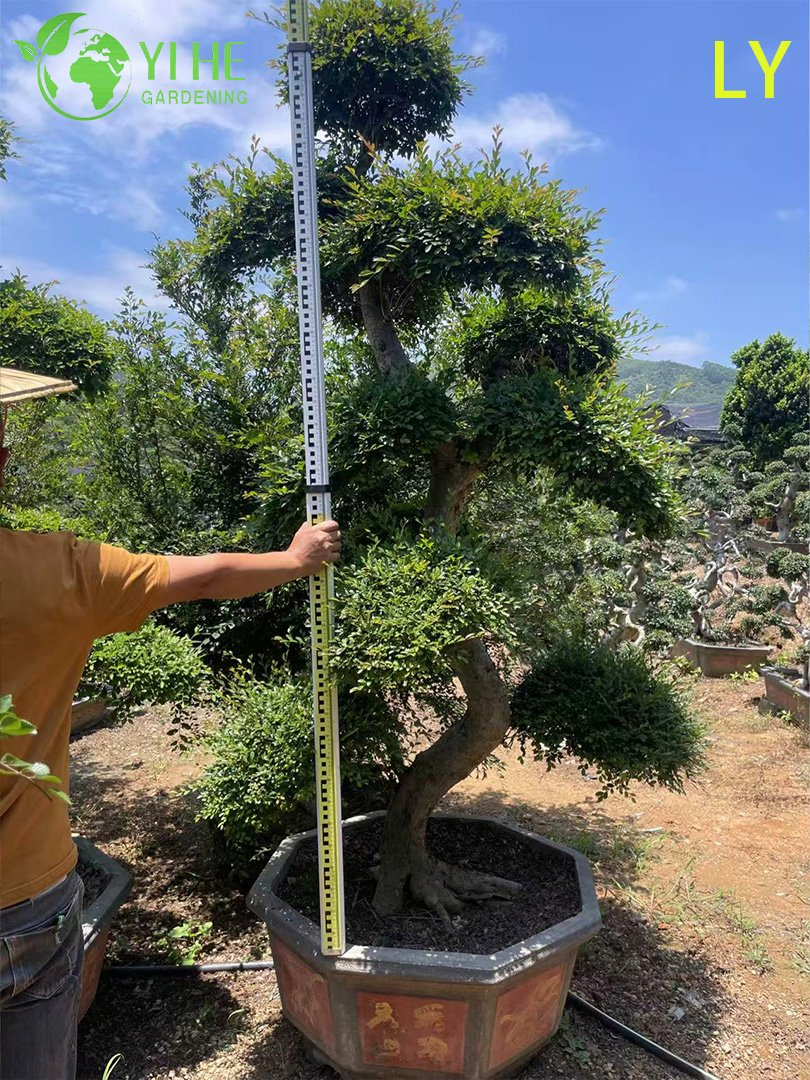 Ornamental Mature Elm Bonsai - Ulmus Parvifolia for Garden Decoration