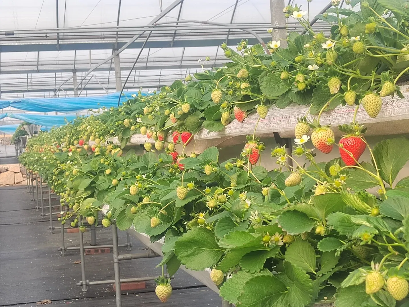 Factory Hydroponic Plant Whole System Supply for Hydroponics Strawberries