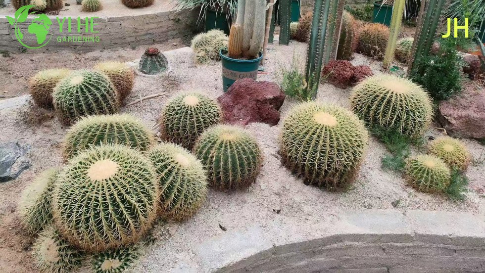 Live Golden Barrel Cactus a Large Round Spiny Yellow Succulent Bonsai