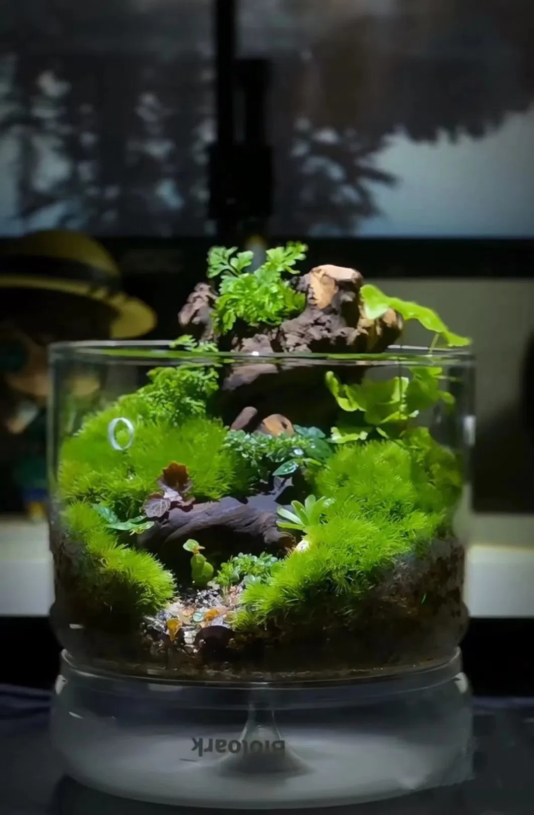 Glass Terrarium 4