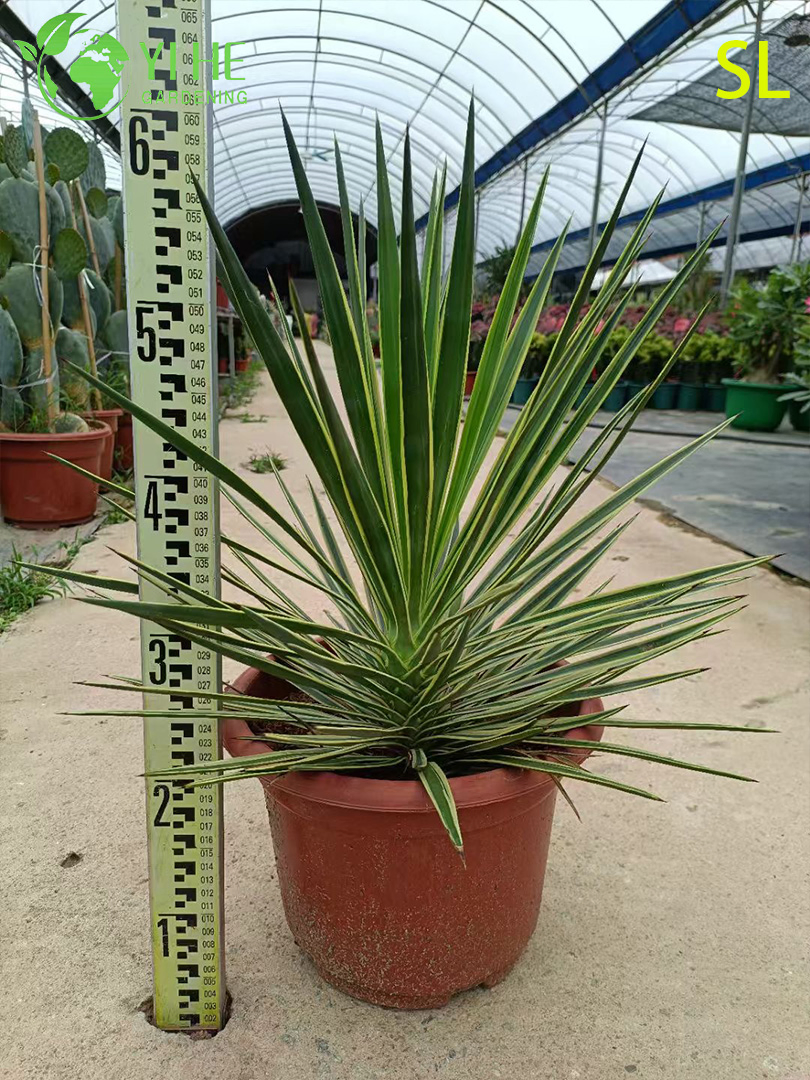 Wholesale Architectural Yucca Live Rosette Landscaping Plant Bonsai