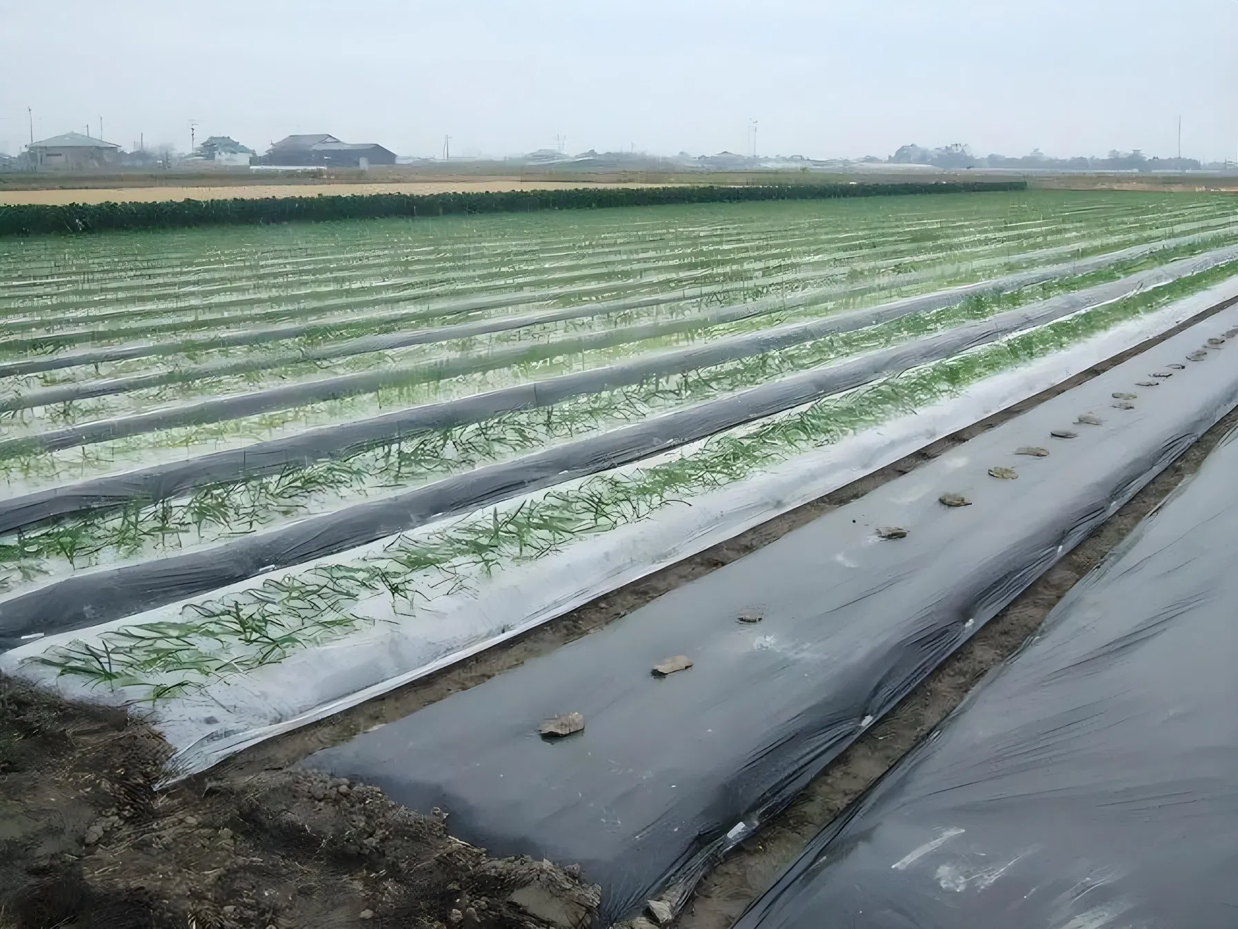 Long-Lasting Anti-Grass Mulching Film, Resistant to Sun and Rain, Specially Designed for Tobacco/Chinese Medicinal Herb Cultivation.