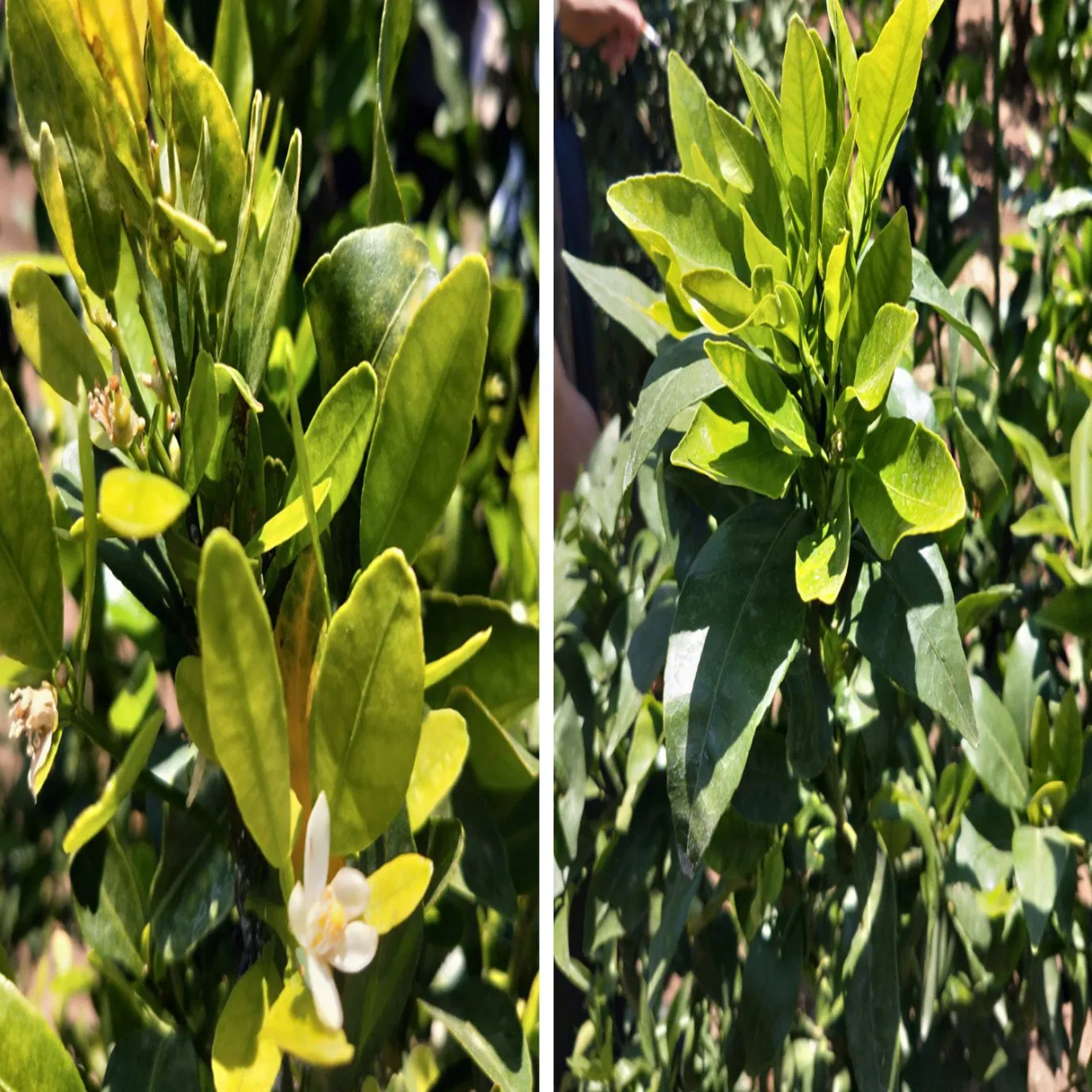 CULAR Organic Bio Water Soluble Fertilizer for Citrus Yellow Shoot Disease