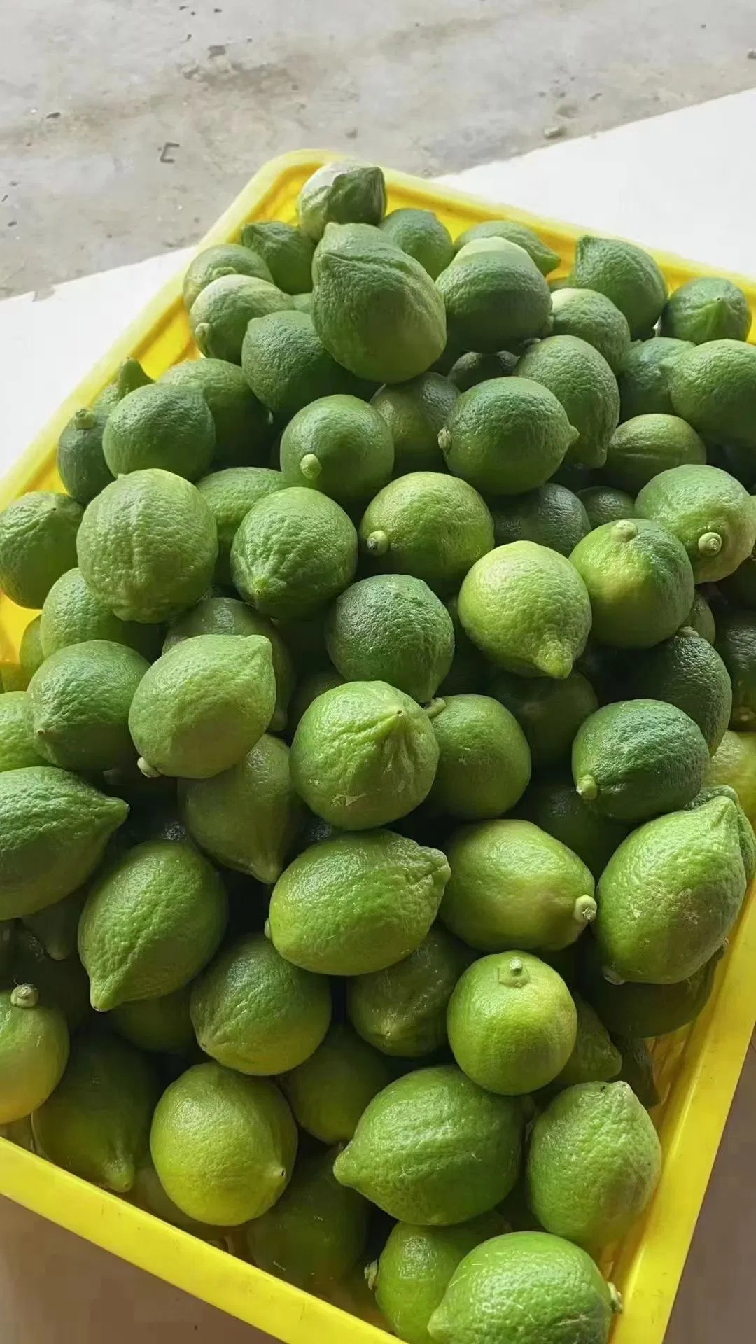 Citrus × Limon 'rosso' Lemon Seedlings