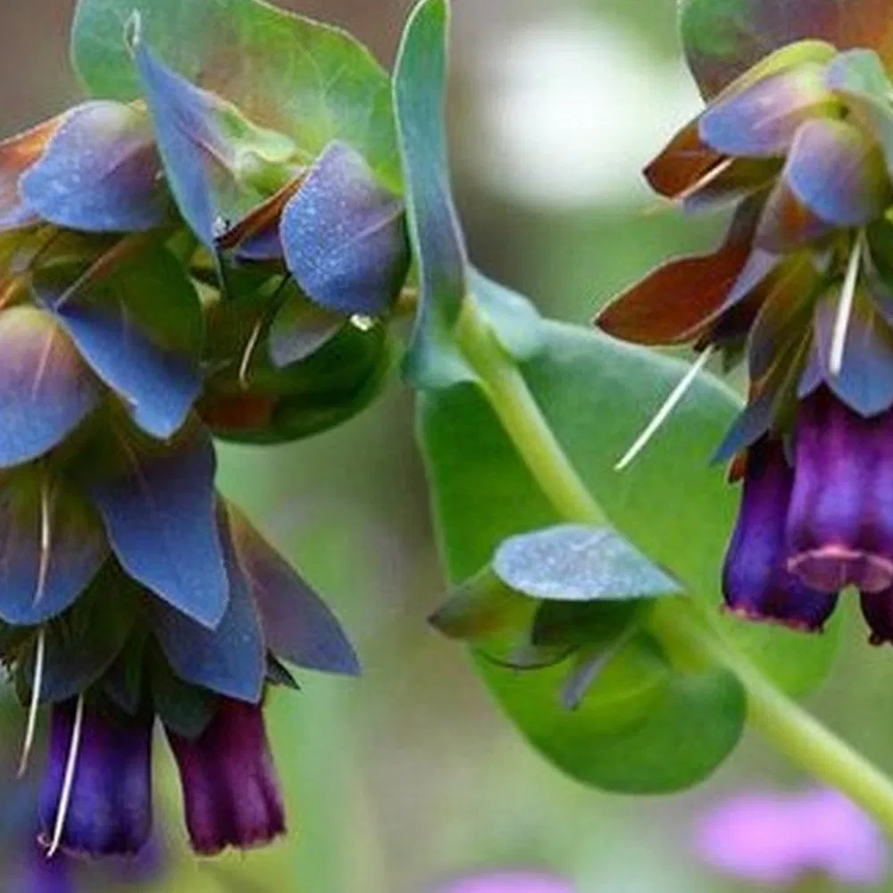 Cold Resistant, Xeriscaping Candidate, Long-Lasting Foliage Cerinthe Major L Cut Flower Seeds