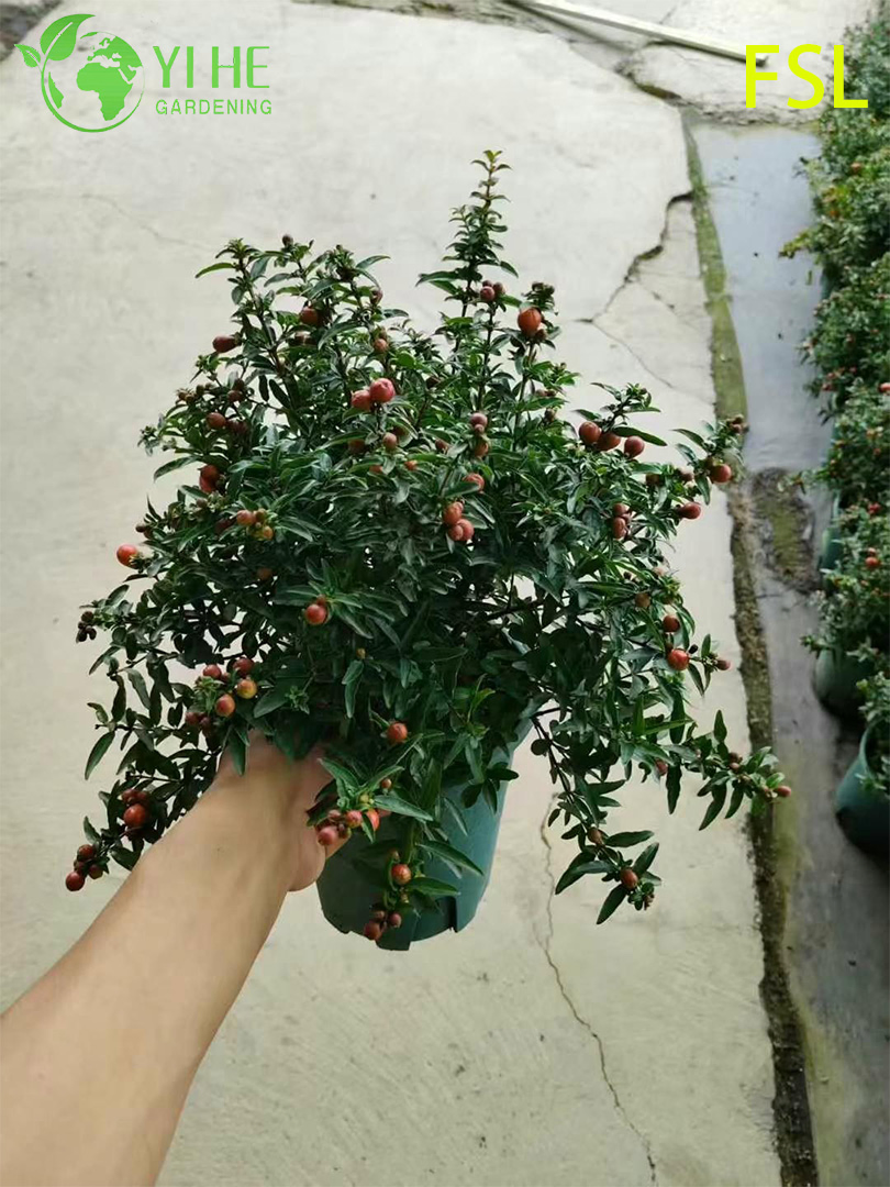 Fresh Tropical Psidium Guajava Live Fruit Trees for Export