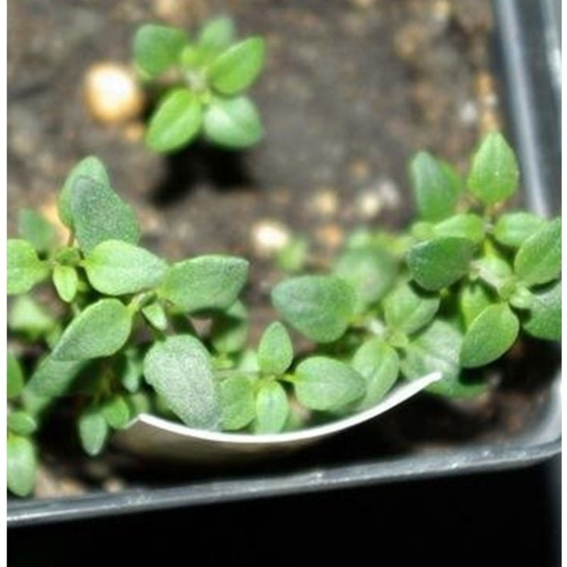 English Thyme Seeds Thyme Potted Plant Edible Herb Pastries Western Cuisine Herbal Tea