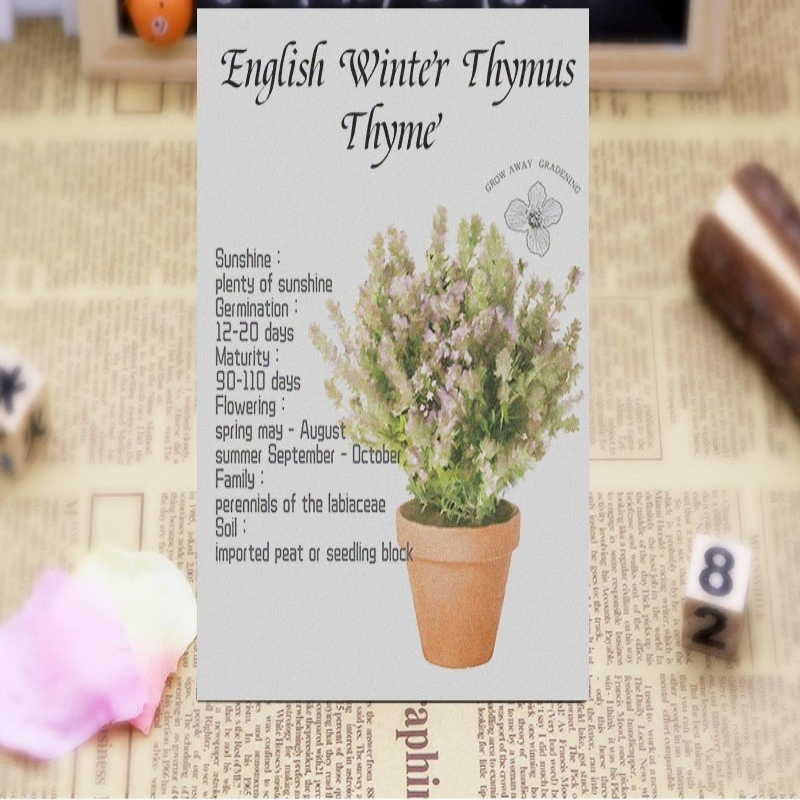 English Thyme Seeds Thyme Potted Plant Edible Herb Pastries Western Cuisine Herbal Tea
