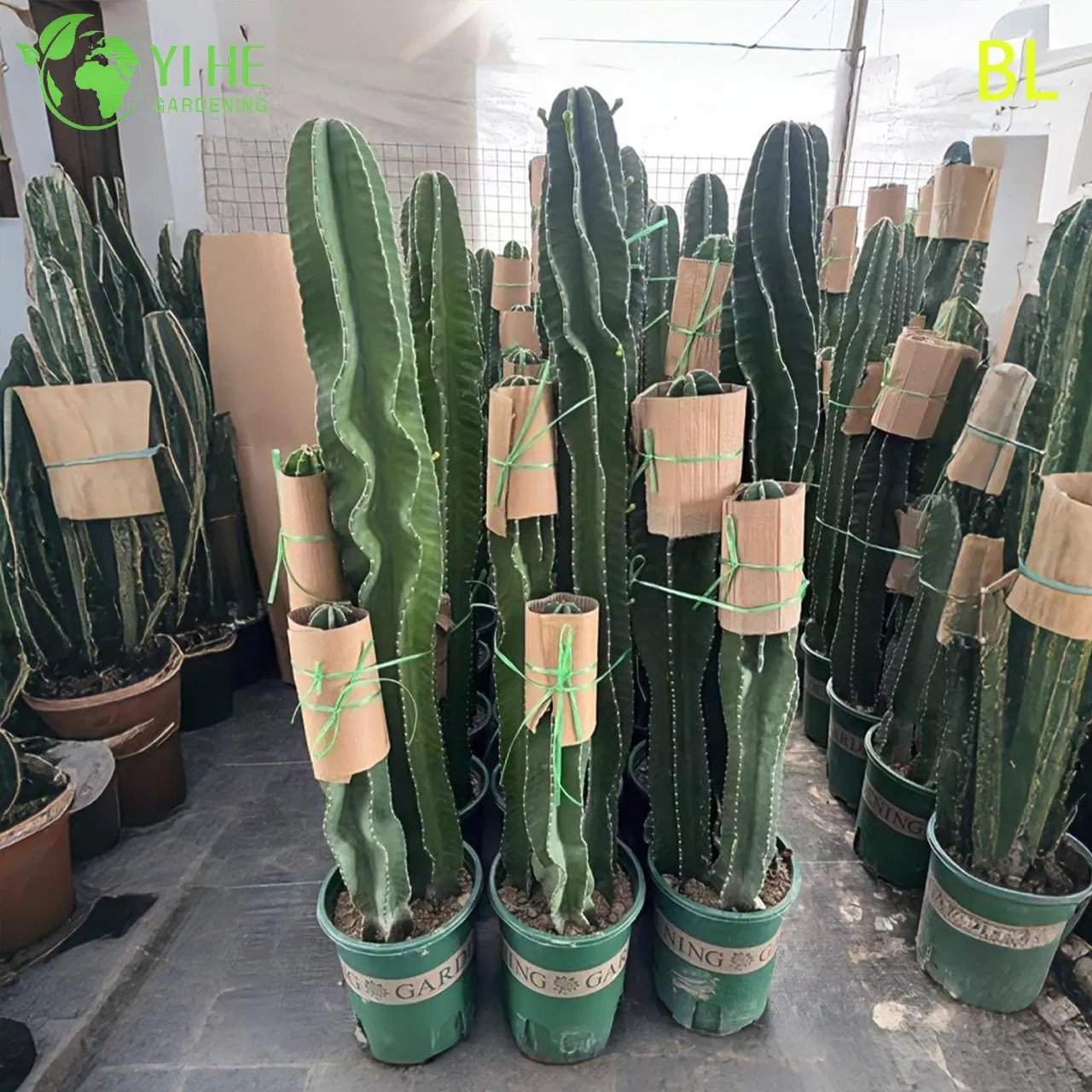 Live Peruvian Apple Cactus a Fast-Growing Edible Fruit Tree