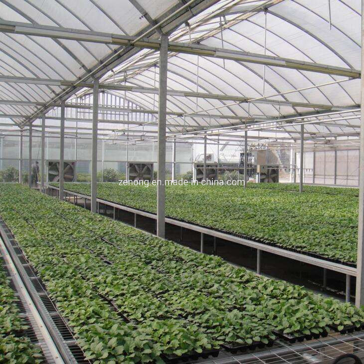 Venlo Tempered Glass Greenhouse with Hydroponics Growing System for Vegetables/ Flowers/ Tomato