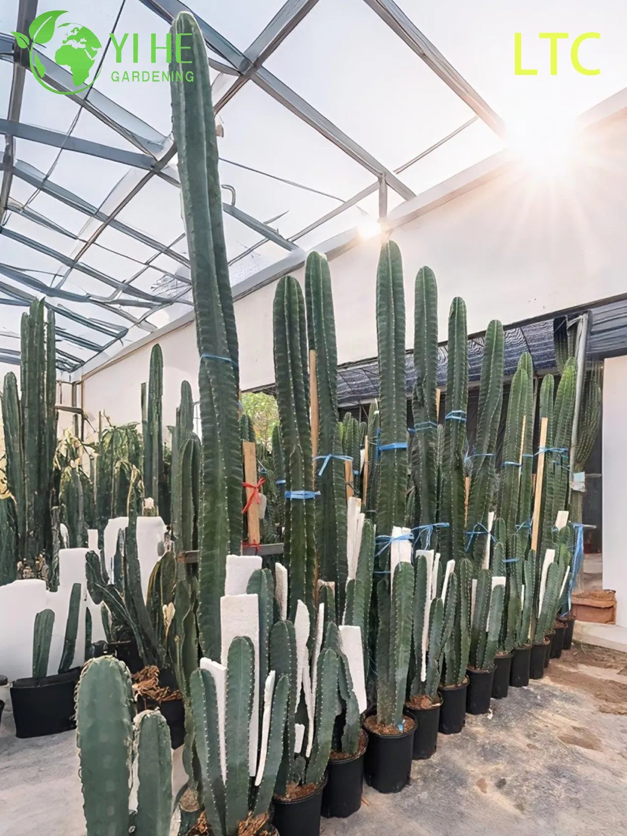 Live Peruvian Apple Cactus a Fast-Growing Edible Fruit Tree