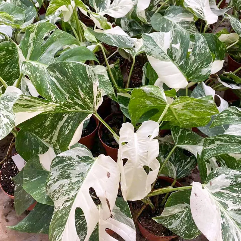 Monstera Albo White Variegated