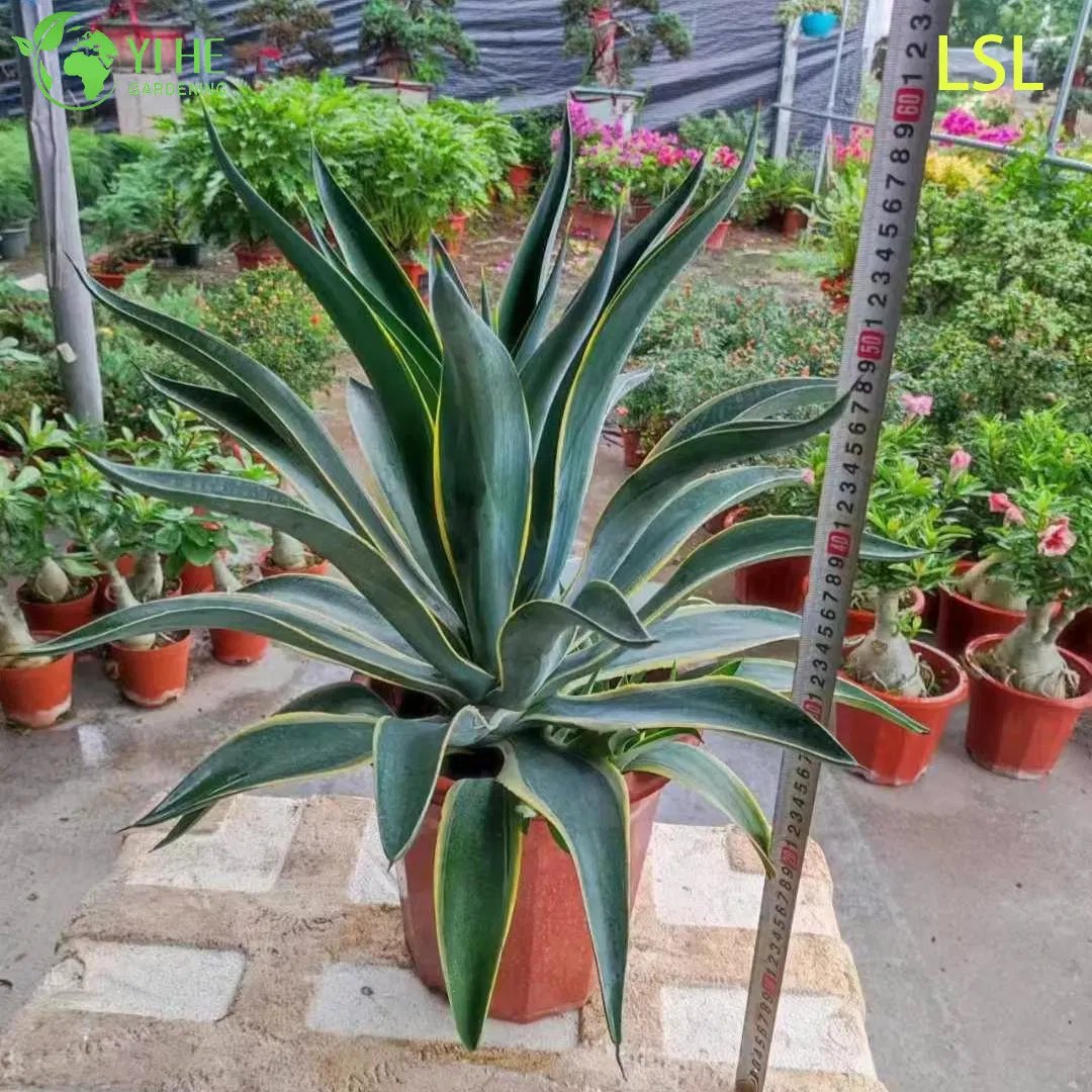 Large Variegated Agave Live Plant for Outdoor Landscape Decor Bonsai