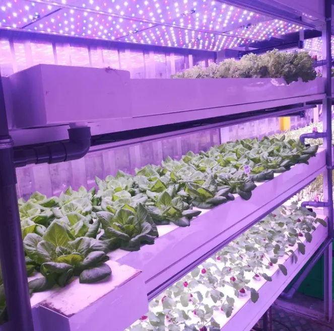 Hydroponic Container 3