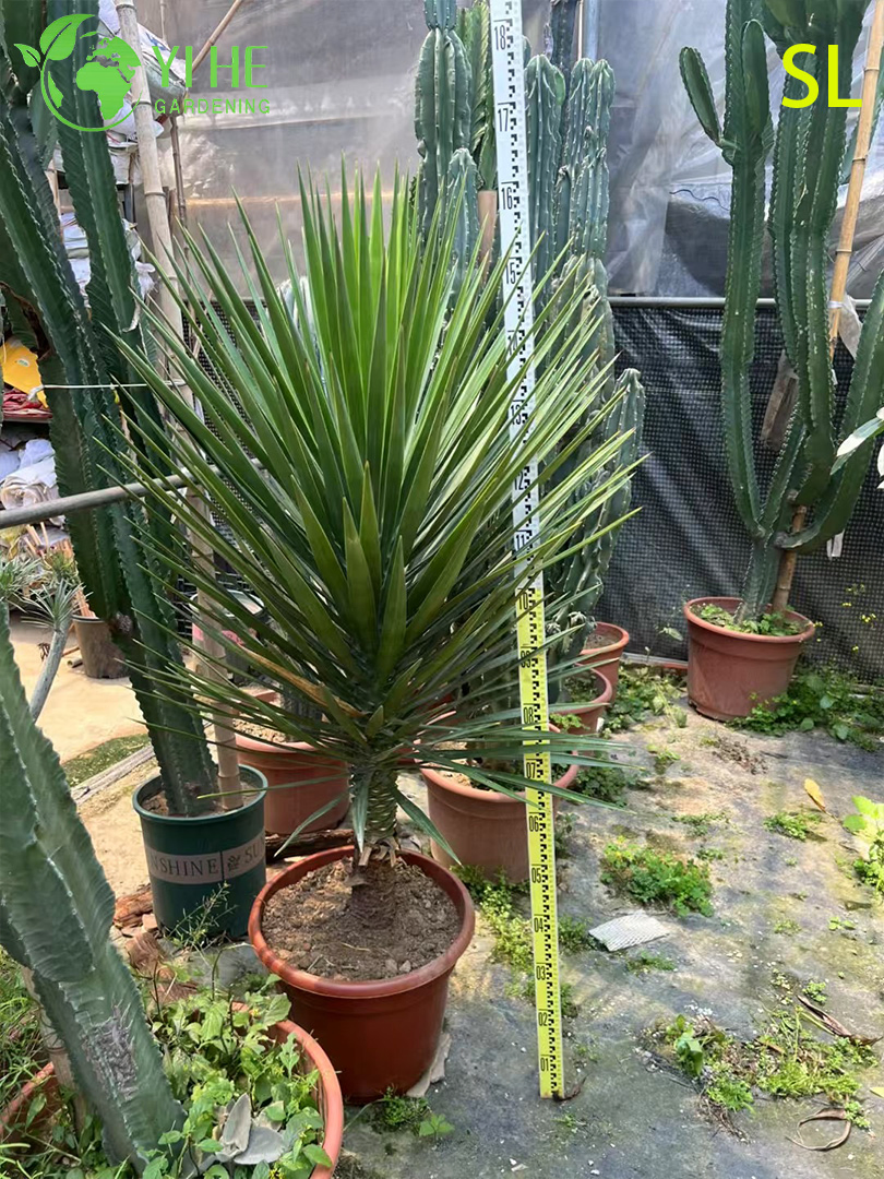 Wholesale Architectural Yucca Live Rosette Landscaping Plant Bonsai