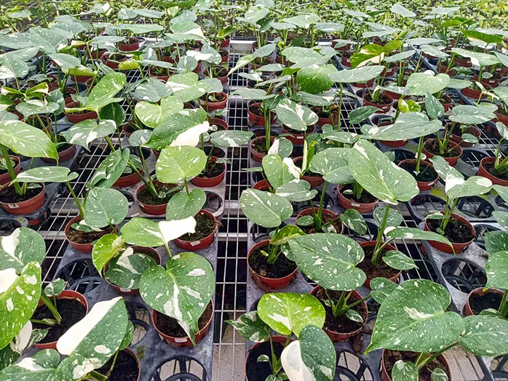 Monstera Adansonni Indoor