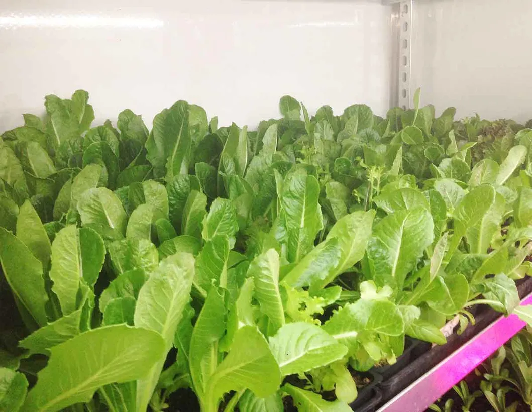 Hydroponic Container 2