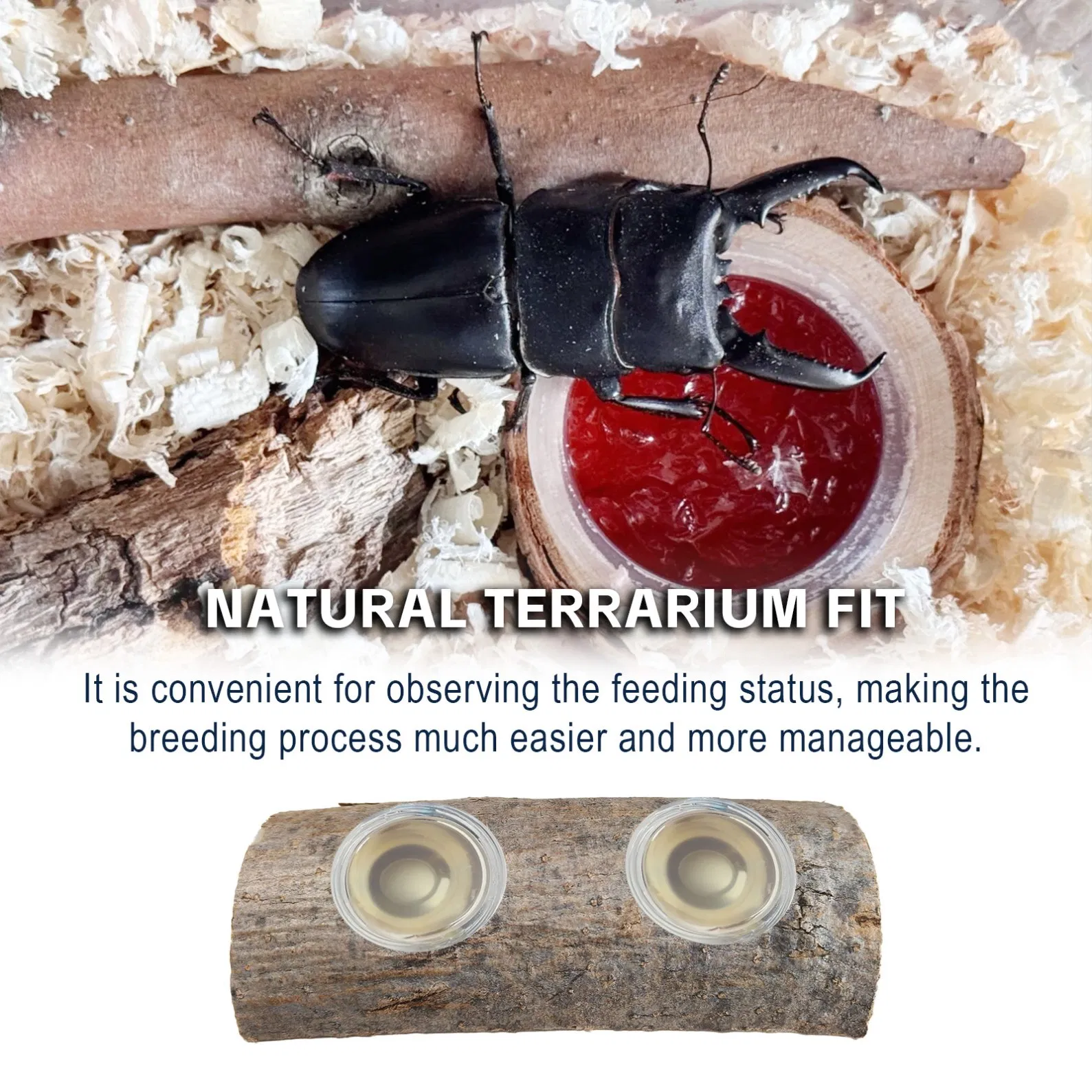 Natural Beetle Breeding Wood Safe for Terrarium Habitat Decoration