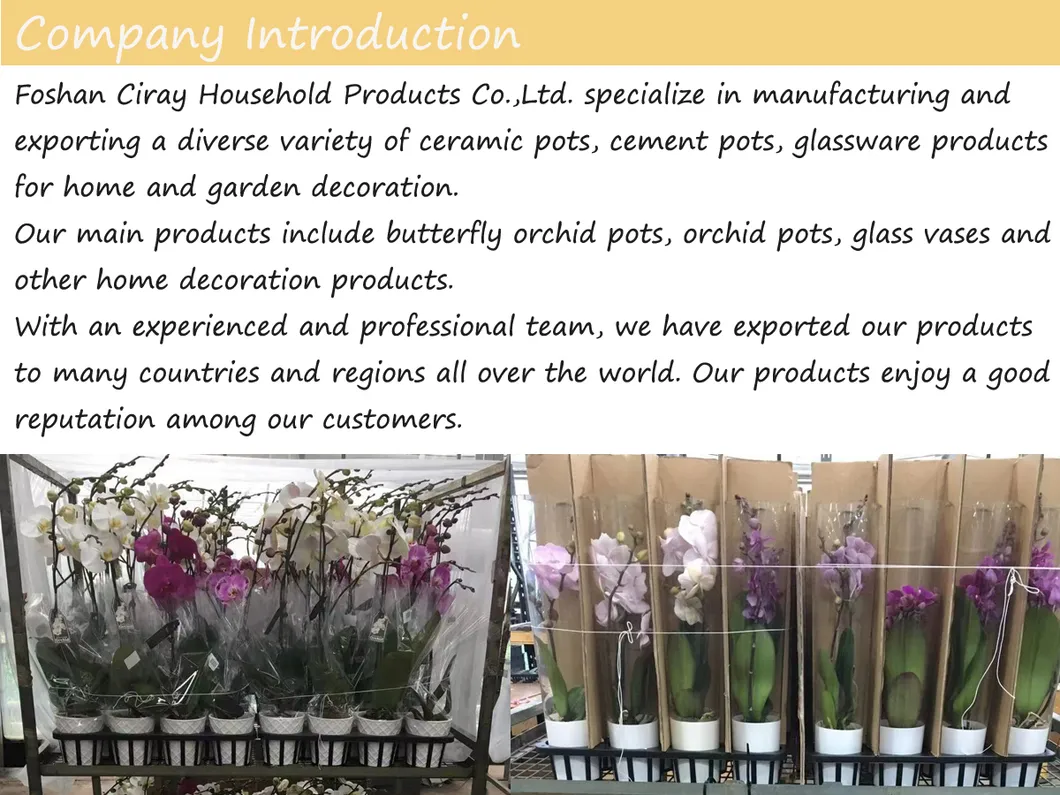 Geometric Glass Terrarium Overview