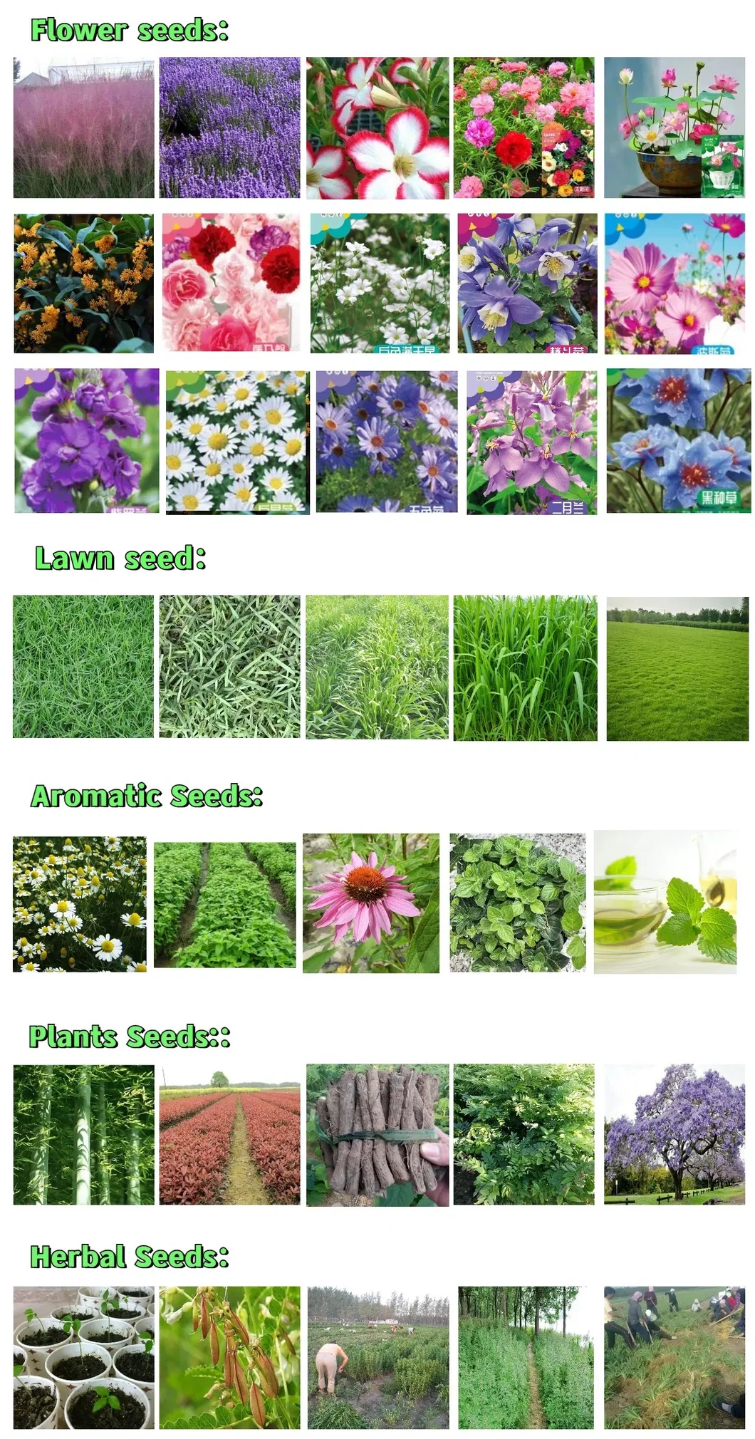 Available Seed List 2