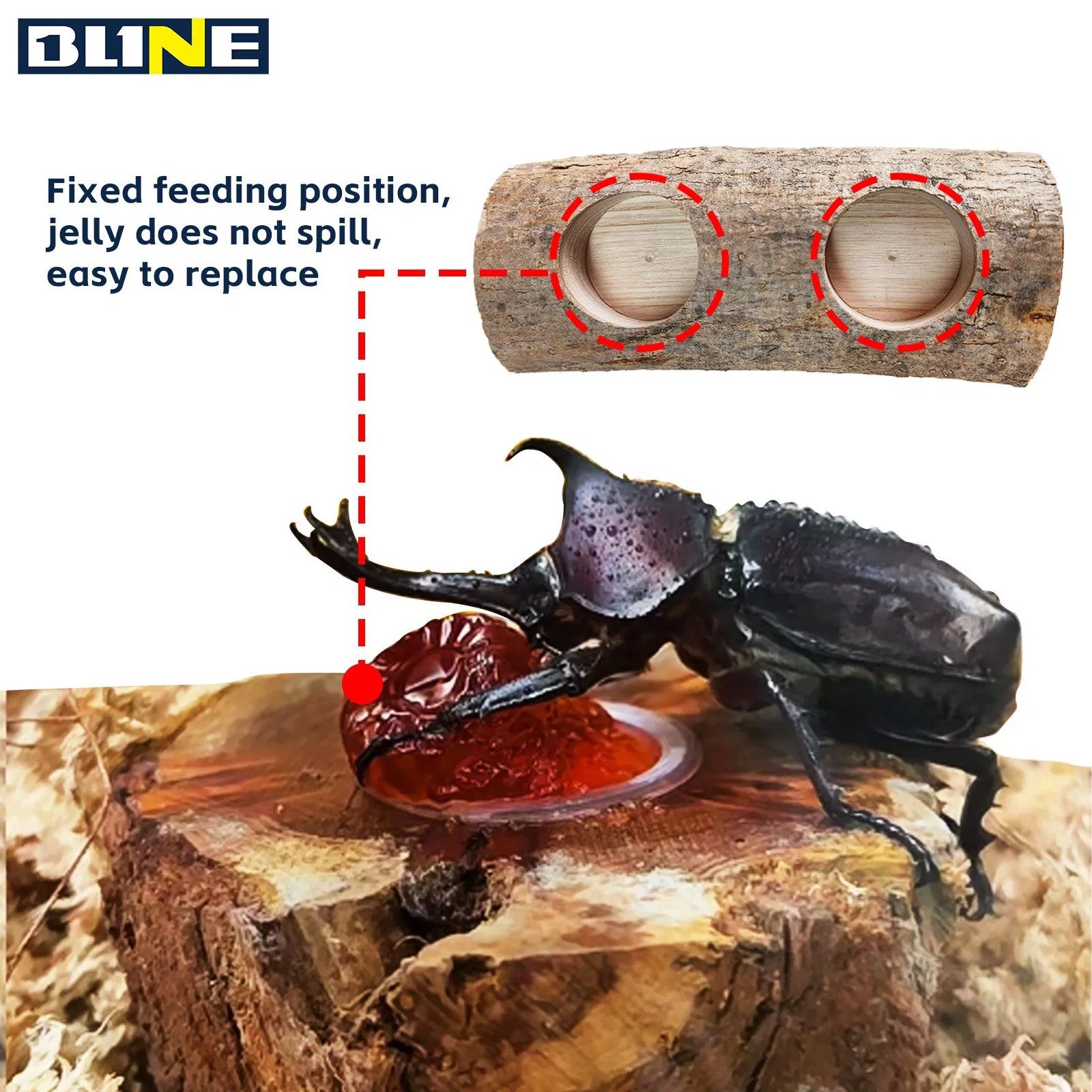 Natural Beetle Breeding Wood Safe for Terrarium Habitat Decoration