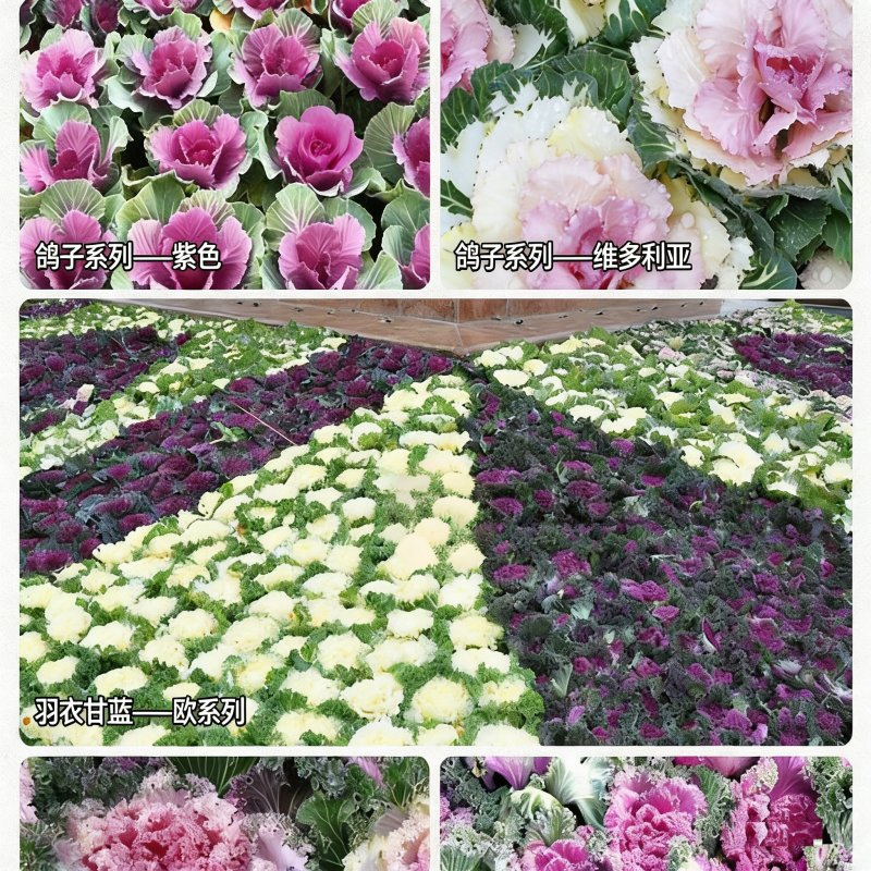 Kale Seeds Brassica Oleracea Var. Acephala Seeds Flower Seeds Ornamental Edibles