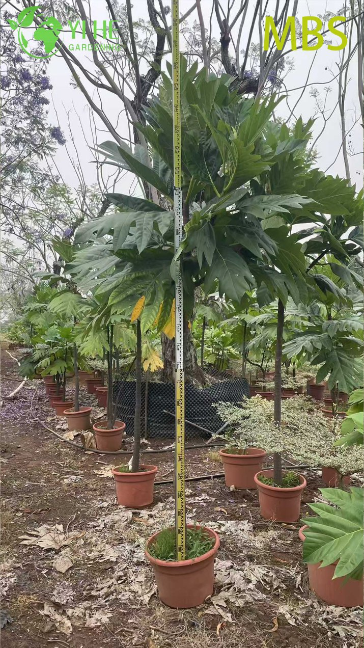 Wholesale Live Breadfruit Tree Artocarpus Edible Tropical Plant Bonsai