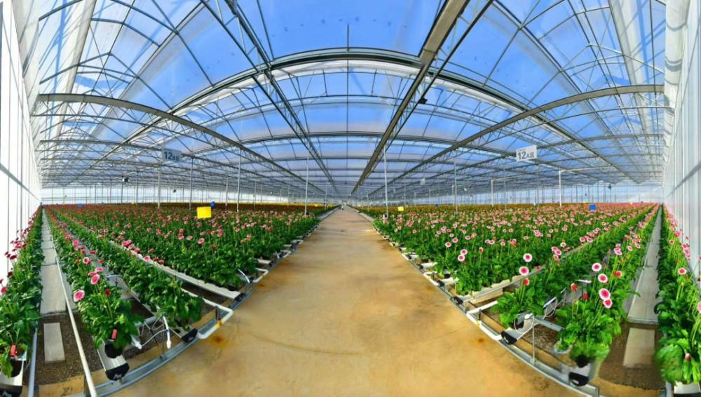 Long-Lasting Anti-Grass Mulching Film, Resistant to Sun and Rain Tobacco/Chinese Medicinal Herb Cultivation.